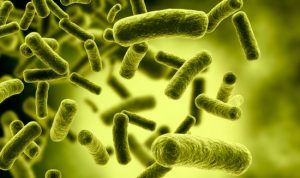 probiotic bacteria